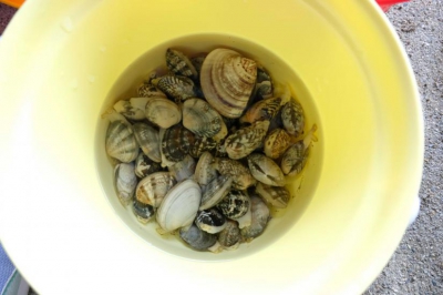 たくさん取れました！